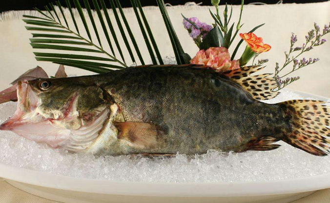 桂花鱼