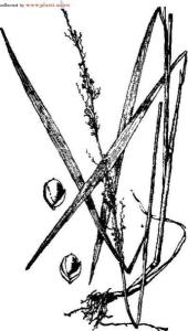 高山扁枝石松