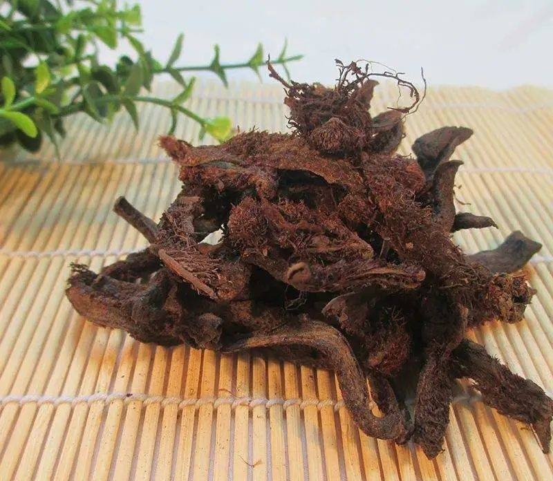 骨碎补