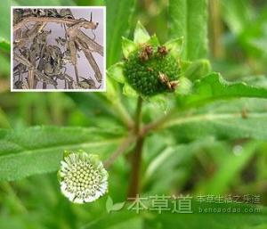 钩藤根图册