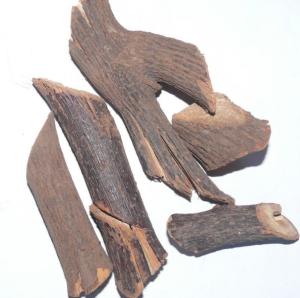 钩藤根