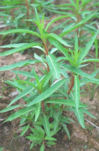 赶黄草