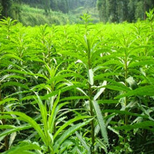 赶黄草
