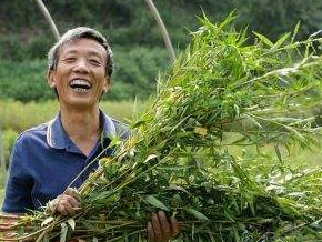 赶黄草