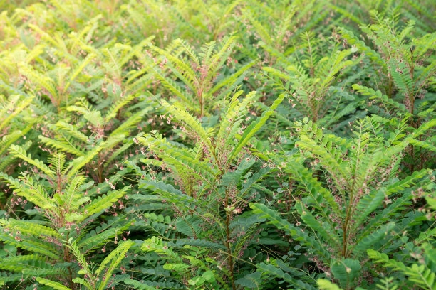 赶黄草