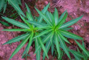 赶黄草