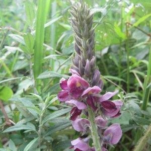 葛花