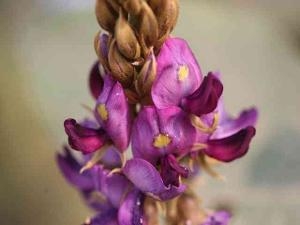 葛花