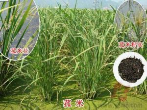 菰米