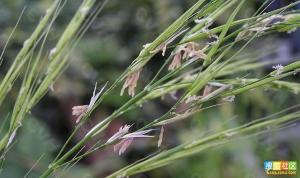 鲜菰根