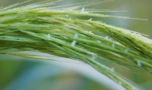 菰根 菰根