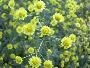 甘菊（图5)