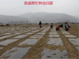 甘肃土当归图册
