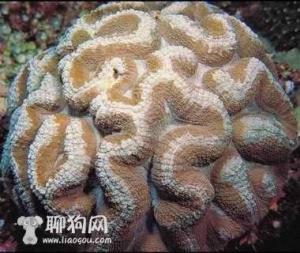 狗脑