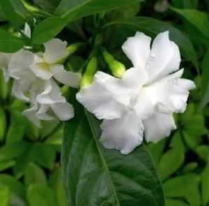 狗牙花