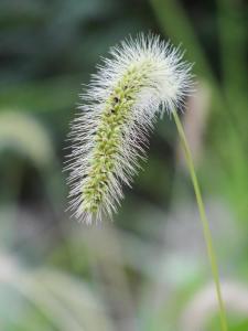 狗毛草