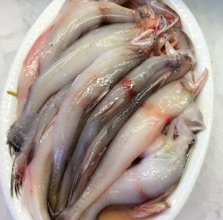 龙头鱼