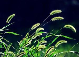 狗尾巴草