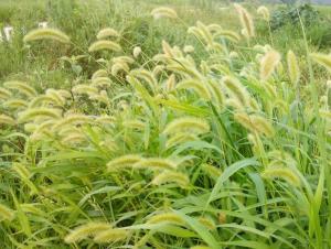 狗尾巴草