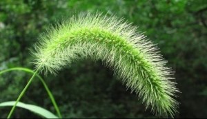 狗尾草