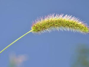 狗尾巴草