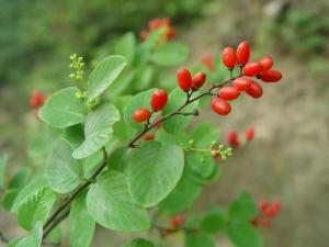 牿岭勾儿茶