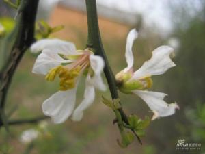 枸橘开花