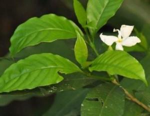 广西狗牙花