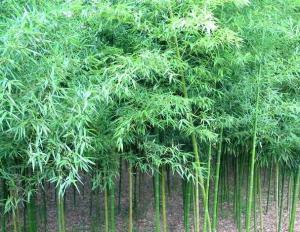 刚竹