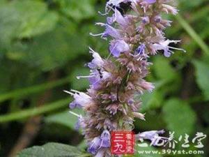冠唇花