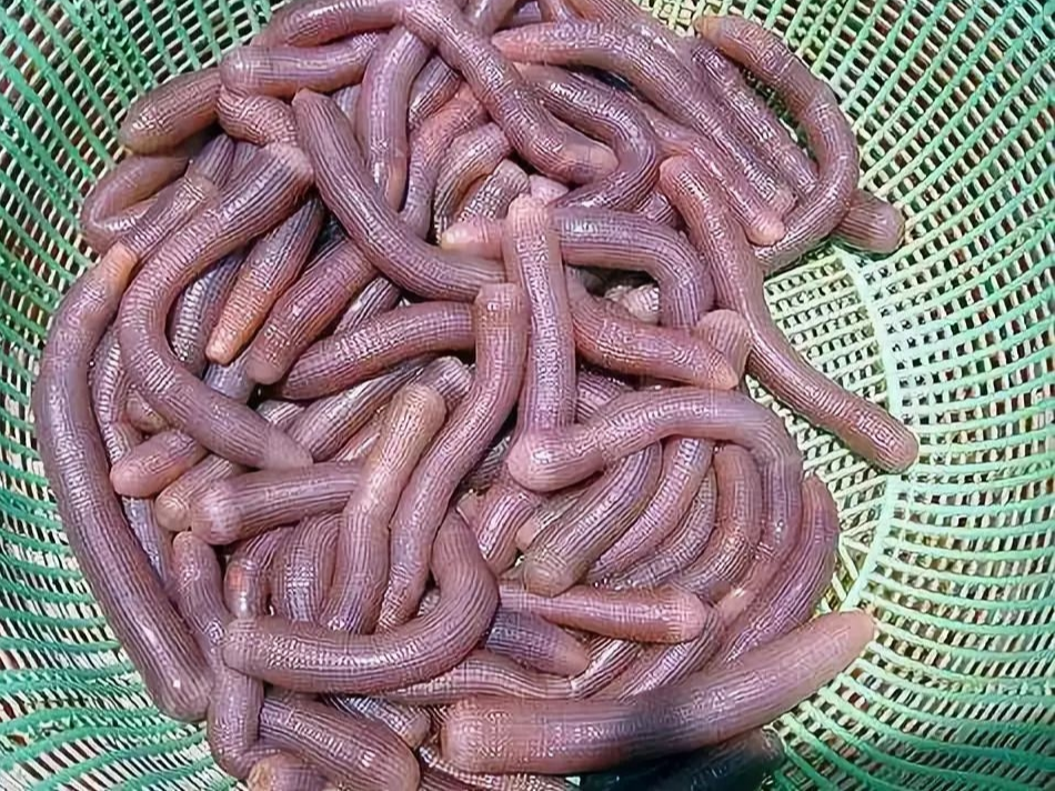 方格星虫