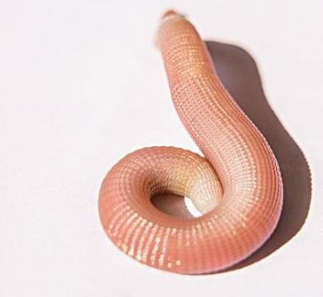 方格星虫