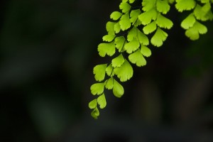 铁线草