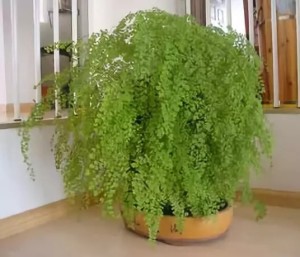 铁线草