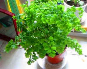 铁线草
