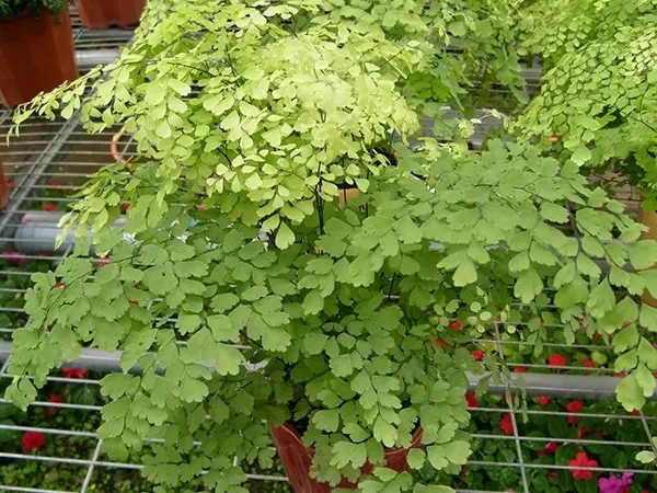 铁线草