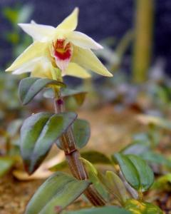 黑节草