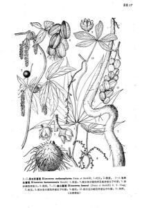 黑珠芽薯蓣