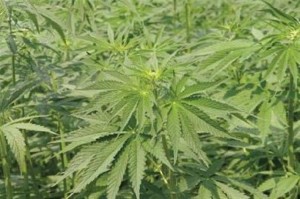 黄麻