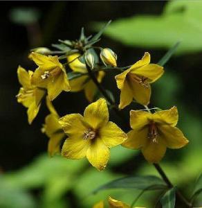 黄连花
