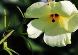 黄蜀葵花