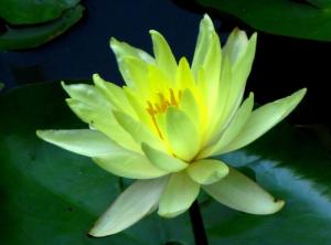 黄莲花