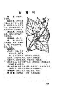 黄荆叶图册