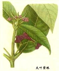 黄荆叶图册