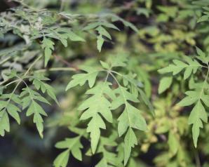 黄荆