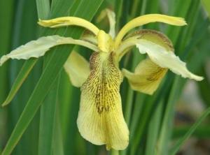 黄花鸢尾