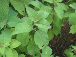 黄花香茶菜