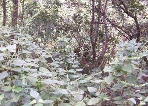 黄花香茶菜图册
