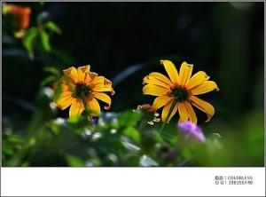 黄花香图册