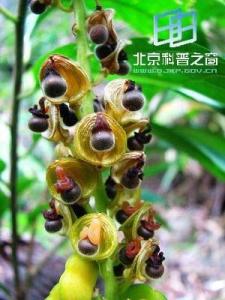 黄花远志